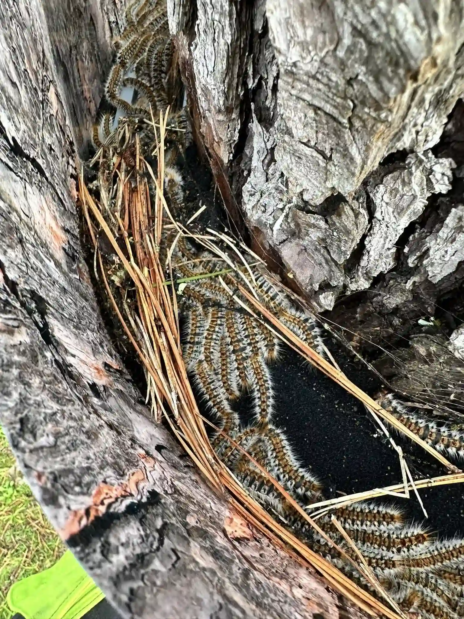 photo chenilles processionnaires piégées collier pin FGS29 Audierne