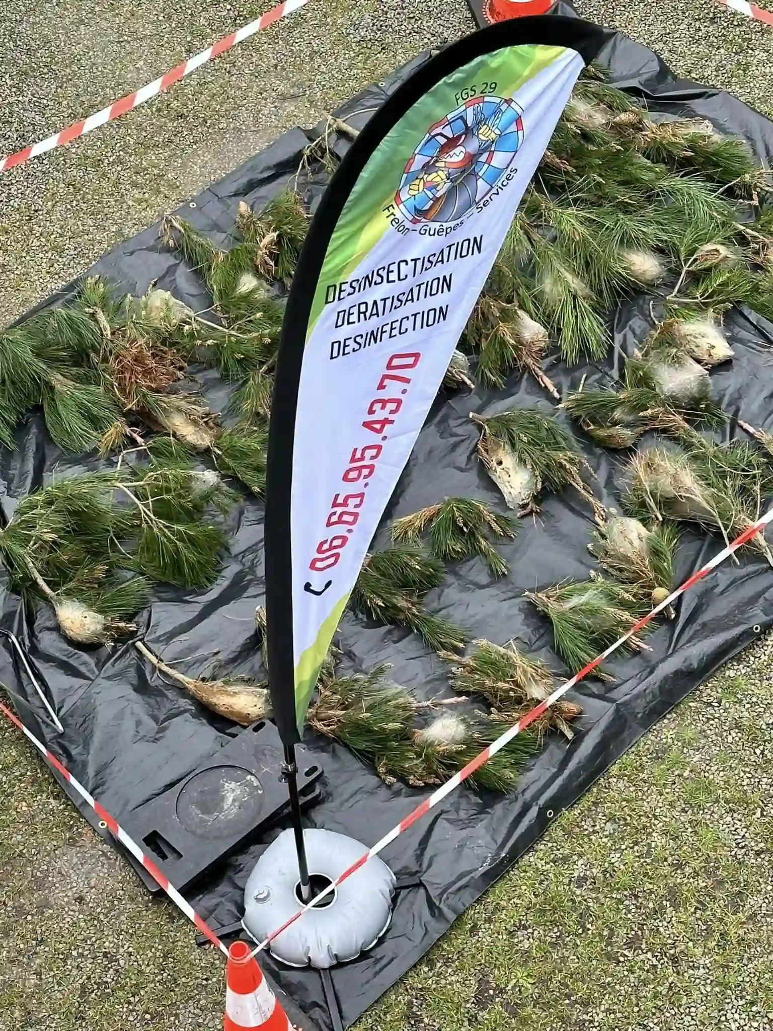 photo élagage nids chenilles processionnaires FGS29 Douarnenez