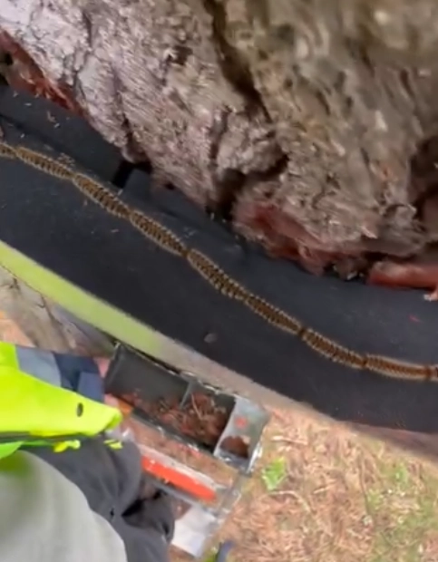 photo chenilles processionnaires piégées collier pin FGS29 Audierne