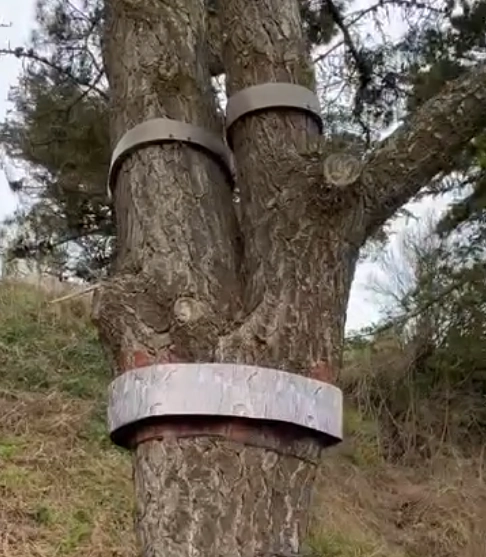 photo pose piège chenilles processionnaires piégées collier pin FGS29 Audierne