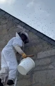récupération d'un essaim d'abeilles sur un toit de douarnenez