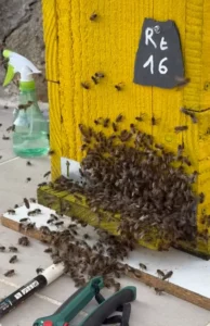 mise en protection d'un essaim d'abeilles à douarnenez