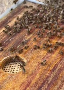 mise en protection d'un essaim d'abeilles à douarnenez