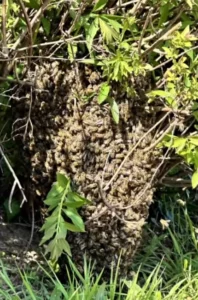 essaim d'abeilles posé dans une haie à Quimper