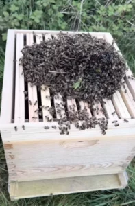 Installation d'une colonie d'abeilles dans une ruche au Juch