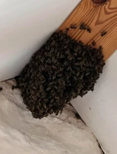 Essain d'abeilles posé sur une poutre à Pont l'Abbé