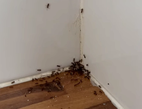 fourmis photo d'un nid de fourmis dans une maison FGS29 3D Douarnenez