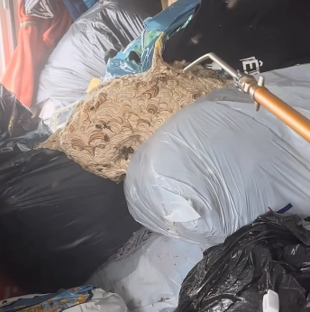 photo du traitement du nid de guêpes