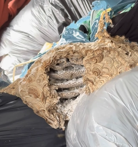 photo d'un n id de guêpes dans un tas de vêtements