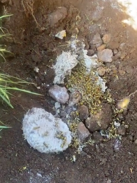 photo d'un nid de guêpes sous terre plogastel saint germain