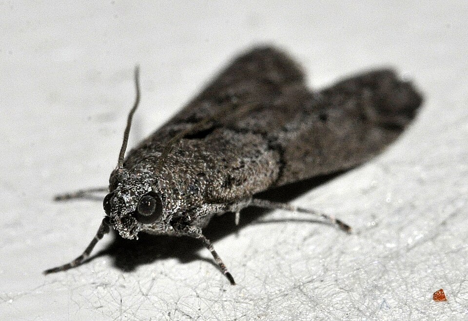 mite photo de mite alimentaire