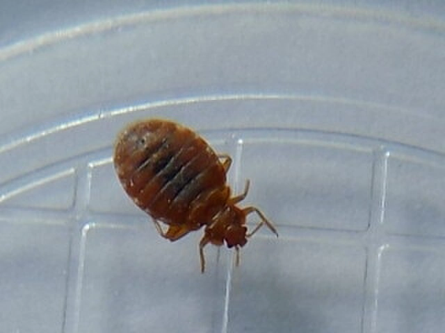 punaise lit photo de punaise de lit