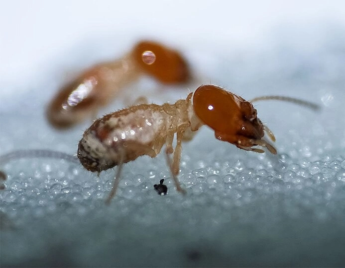 termite photo de termites